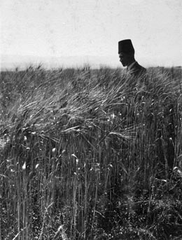 chalil raad, wheat field in the jordan valley 