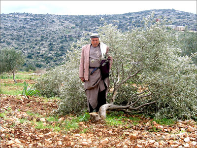 a palestinian stands by an uprooted olive tree, 16.3.2005, yesh din archive 