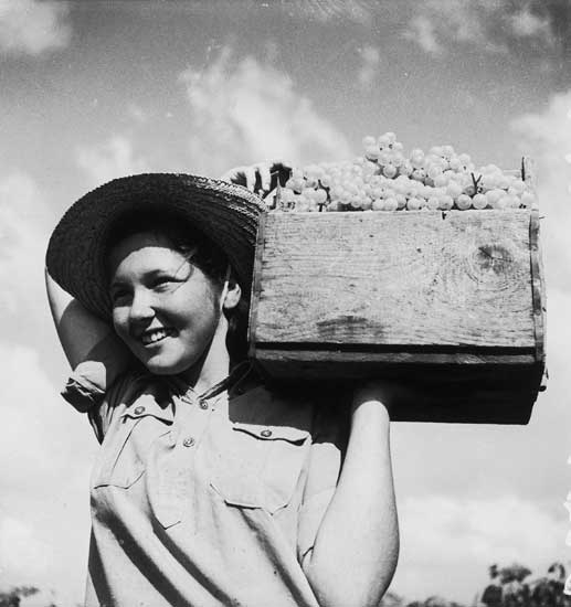 zoltan kluger, fruits of the land, 1940s, state archives