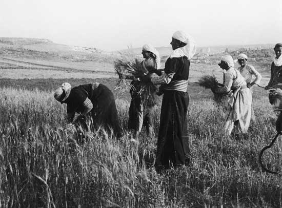 hannah safieh, harvest, 1930s, courtesy of raffi safieh