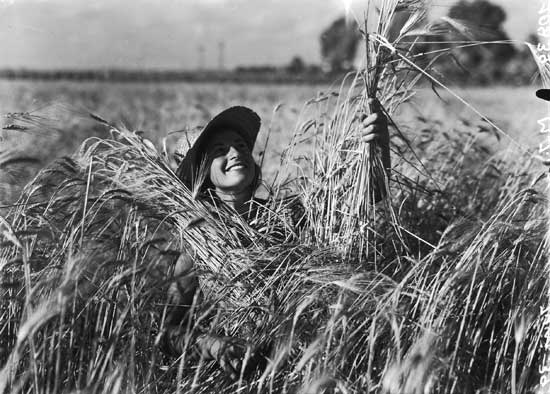 zoltan kluger,  girl from kfar vitkin in a wheat field, jnfarchive