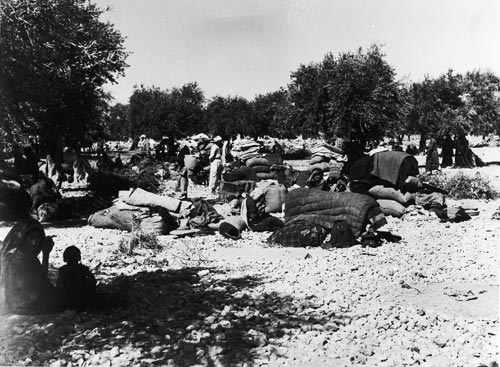 ali za'arour,  palestinian refugees in an olive grove, 1948, courtesy zaki zaarour 