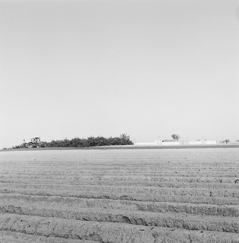 roi kuper, from the series citrus, 1999–2001, courtesy of the artist and noga gallery 