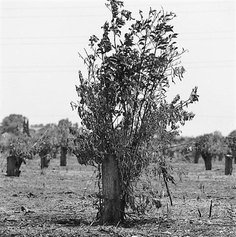 roi kuper, from the series citrus, 19992001, courtesy of the artist and noga gallery